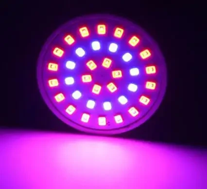 MR16 12V UV črna žarnica